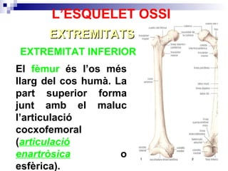 EXTREMITAT INFERIOR  EXTREMITATS L’ESQUELET OSSI El  fèmur  és l’os més llarg del cos humà. La part superior forma junt amb el maluc l’articulació cocxofemoral ( articulació   enartròsica  o esfèrica).  