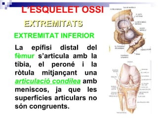 EXTREMITAT INFERIOR  EXTREMITATS L’ESQUELET OSSI La epífisi distal del  fèmur  s’articula amb la tíbia, el peroné i la ròtula mitjançant una  articulació condílea  amb meniscos, ja que les superfícies articulars no són congruents. 