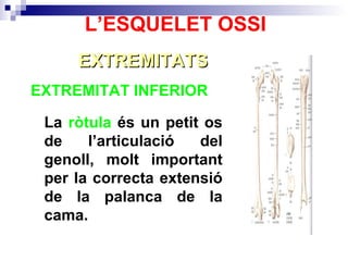 EXTREMITAT INFERIOR  EXTREMITATS L’ESQUELET OSSI La  ròtula  és un petit os de l’articulació del genoll, molt important per la correcta extensió de la palanca de la cama. 