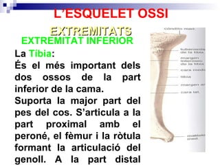EXTREMITAT INFERIOR  EXTREMITATS L’ESQUELET OSSI La  Tíbia : És el més important dels dos ossos de la part inferior de la cama. Suporta la major part del pes del cos. S’articula a la part proximal amb el peroné, el fèmur i la ròtula formant la articulació del genoll. A la part distal s’articula amb el peroné i amb l’astràgal del turmell.  