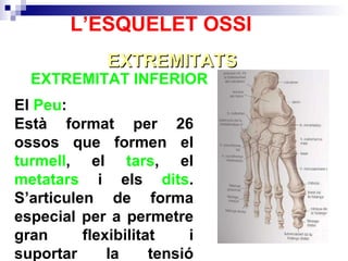 EXTREMITAT INFERIOR  EXTREMITATS L’ESQUELET OSSI El  Peu :  Està format per 26 ossos que formen el  turmell , el  tars , el  metatars  i els  dits . S’articulen de forma especial per a permetre gran flexibilitat i suportar la tensió enorme que s’acumula a la zona.  
