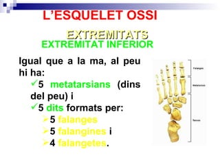 EXTREMITAT INFERIOR  EXTREMITATS L’ESQUELET OSSI Igual que a la ma, al peu hi ha: 5  metatarsians  (dins del peu) i 5  dits  formats per: 5  falanges 5  falangines  i 4  falangetes . 