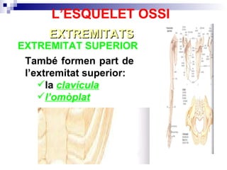 EXTREMITAT SUPERIOR  EXTREMITATS L’ESQUELET OSSI També formen part de l’extremitat superior: la  clavícula l’omòplat 
