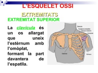 EXTREMITAT SUPERIOR  EXTREMITATS L’ESQUELET OSSI La  clavícula  és un os allargat que uneix l’estèrnum amb l’omòplat, formant la part davantera de l’espatlla. 