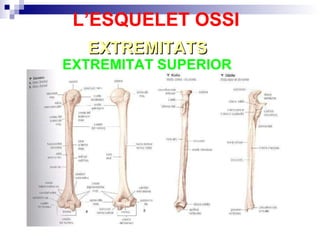 EXTREMITAT SUPERIOR  EXTREMITATS L’ESQUELET OSSI 