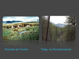 Floresta de Tundra Taiga, ou floresta boreal 
 