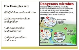 Few Examples are:
1)Sulfolobus acidocaldarius
2)Hydrogenobaculum
acidophilum
3)Alicyclobacillus
acidocaldarius
4)Algae Cyanidium
caldarium
 
