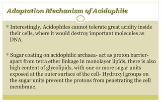 Adaptation Mechanism of AcidophileAdaptation Mechanism of Acidophile
Interestingly, Acidophiles cannot tolerate great acidity inside
their cells, where it would destroy important molecules as
DNA.
Sugar coating on acidophilic archaea- act as proton barrier-
apart from tetra ether linkage in monolayer lipids, there is also
high content of glycolipids, with one or more sugar units
exposed at the outer surface of the cell- Hydroxyl groups on
the sugar units prevent the protons from penetrating the cell
membrane.
 