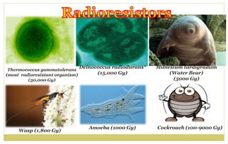 Amoeba (1000 Gy)
Thermococcus gammatolerans
(most radioresistant organism)
(30,000 Gy)
Deinococcus radiodurans*
(15,000 Gy)
Milnesium tardigradum
(Water Bear)
(5000 Gy)
Wasp (1,800 Gy)
Cockroach (100-9000 Gy)
 