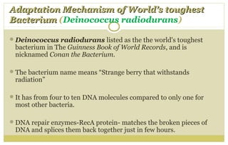 Adaptation Mechanism of World’s toughestAdaptation Mechanism of World’s toughest
BacteriumBacterium (Deinococcus radiodurans)
Deinococcus radiodurans listed as the the world's toughest
bacterium in The Guinness Book of World Records, and is
nicknamed Conan the Bacterium.
The bacterium name means “Strange berry that withstands
radiation”
It has from four to ten DNA molecules compared to only one for
most other bacteria.
DNA repair enzymes-RecA protein- matches the broken pieces of
DNA and splices them back together just in few hours.
 