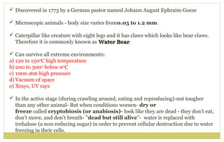  Discovered in 1773 by a German pastor named Johann August Ephraim Goeze
 Microscopic animals - body size varies from0.05 to 1.2 mm.
 Caterpillar like creature with eight legs and it has claws which looks like bear claws.
Therefore it is commonly known as Water BearWater Bear.
 Can survive all extreme environments:
a) 120 to 1500
C high temperature
b) 200 to 3000
below 00
C
c) 1000 atm high pressure
d) Vacuum of space
e) Xrays, UV rays
 In the active stage (during crawling around, eating and reproducing)-not tougher
than any other animal- But when conditions worsen- dry or
freeze called cryptobiosis (or anabiosis)- look like they are dead - they don't eat,
don't move, and don't breath- "dead but still alive”- water is replaced with
trehalose (a non-reducing sugar) in order to prevent cellular destruction due to water
freezing in their cells.
 