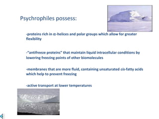Psychrophiles possess:
-proteins rich in α-helices and polar groups which allow for greater
flexibility
-“antifreeze proteins” that maintain liquid intracellular conditions by
lowering freezing points of other biomolecules
-membranes that are more fluid, containing unsaturated cis-fatty acids
which help to prevent freezing
-active transport at lower temperatures
 
