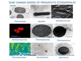 SOME COMMON GENERA OF PROKARYOTE EXTREMOPHILES
Thermotoga Aquifex Halobacterium
Methanosarcina Thermoplasma Thermococcus
Thermoproteus Pyrodictium Ignicoccus
2um 1.8um 1um
0.6um 0.9um 0.9um
1.3um 0.6um
0.7um
 