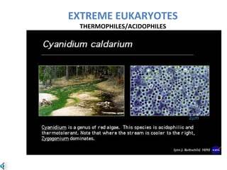 EXTREME EUKARYOTES
THERMOPHILES/ACIDOPHILES
2µm
 