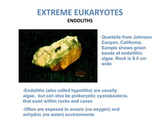 EXTREME EUKARYOTES
ENDOLITHS
Quartzite from Johnson
Canyon, California.
Sample shows green
bands of endolithic
algae. Rock is 9.5 cm
wide
-Endoliths (also called hypoliths) are usually
algae, but can also be prokaryotic cyanobacteria,
that exist within rocks and caves
-Often are exposed to anoxic (no oxygen) and
anhydric (no water) environments
 