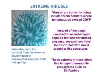 EXTREME VIRUSES
Virus-like particles
isolated from the extreme
environment of
Yellowstone National Park
hot springs
Viruses are currently being
isolated from habitats where
temperatures exceed 200°F
Instead of the usual
icosahedral or rod-shaped
capsids that known viruses
possess, researchers have
found viruses with novel
propeller-like structures
These extreme viruses often
live in hyperthermophile
prokaryotes such as
Sulfolobus
40nm
 