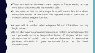 When temperature decreases water begins to freeze leaving a more
conc.salts solution outside the microbial cells.
In response to that the micro-organisms will accumulate intracellular
compatible solutes to counteract the imposed osmotic stress and to
maintain cellular enzyme function.
but
A point will be reached when enzymes fail and intracellular ice may
begin to form.
So,the phenomenon of cold denaturation of proteins is well documented
as it generally occurs at temperature below -15 degree celcius. cold
denaturantion of protein due to sudden decreases in temperature
performs alteration in gene expression known as the “cold-
shockresponse”
 