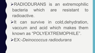 RADIODURANS is an extremophilic
bacteria which are resistant to
radioactive.
It can survive in cold,dehydration,
vaccum and acid which makes them
known as “POLYEXTREMOPHILE”.
EX:-Deinococcus radiodurans
 