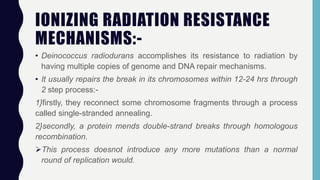 IONIZING RADIATION RESISTANCE
MECHANISMS:-
• Deinococcus radiodurans accomplishes its resistance to radiation by
having multiple copies of genome and DNA repair mechanisms.
• It usually repairs the break in its chromosomes within 12-24 hrs through
2 step process:-
1}firstly, they reconnect some chromosome fragments through a process
called single-stranded annealing.
2}secondly, a protein mends double-strand breaks through homologous
recombination.
This process doesnot introduce any more mutations than a normal
round of replication would.
 