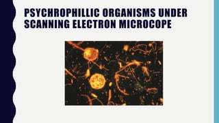 PSYCHROPHILLIC ORGANISMS UNDER
SCANNING ELECTRON MICROCOPE
 