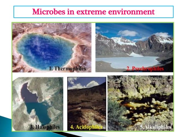 Extremophiles | PPT