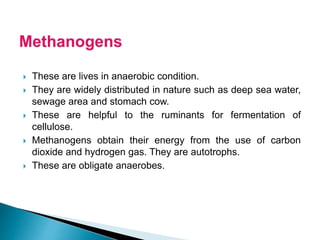  These are lives in anaerobic condition.
 They are widely distributed in nature such as deep sea water,
sewage area and stomach cow.
 These are helpful to the ruminants for fermentation of
cellulose.
 Methanogens obtain their energy from the use of carbon
dioxide and hydrogen gas. They are autotrophs.
 These are obligate anaerobes.
 