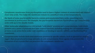 • Cytoplasmic membranes from psychrophiles tend to have a higher content of unsaturated and shorter-
chain fatty acids. This helps the membrane remain in a semifluid state at low temperatures.
• the lipids of some psychrophilic bacteria contain polyunsaturated fatty acids, something very
uncommon in prokaryotes. For example, the psychrophilic bacterium Psychroflexus spp. contains fatty
acids with up to five double bonds.
• Other molecular adaptations to cold include “cold-shock” proteins and cryoprotectants. Cold-shock
proteins are a series of proteins that have several functions including helping the cell maintain other
proteins in an active form under cold conditions or binding to specific mRNAs and facilitating their
translation.
• Cryoprotectants include dedicated antifreeze proteins or specific solutes, such as glycerol or certain
sugars that are produced in large amounts at cold temperatures; these agents help prevent the
formation of ice crystals that can puncture the cytoplasmic membrane.
13
 