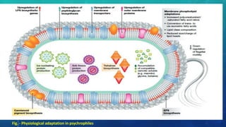 14
Fig. - Physiological adaptation in psychrophiles
 