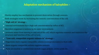 • Mainly employ two mechanism to prevent desiccation through osmosis.
• Both strategies work by increasing the osmotic concentration of the cell.
✓ “High salt in” strategy –
➢ Internal environment has a high salt concentration by influx of KCl.
➢ therefore organism is isotonic to its outer environment.
➢ prevents water from moving in and out of the cell, which regulates osmosis and maintains the
structure and function of the cell in turn.
✓ “Low-salt, compatible organic-solutes-in” strategy –
➢ Organisms store organic compatible solutes (osmoprotectants) in their cells.
➢ these organic compatible solutes regulate osmosis.
➢ these are neutral or zwitterionic include sugar, polyols, amino acids etc.
Adaptation mechanism of halophiles :-
22
 