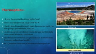 Thermophiles :-
➢ Greek- thermotita (heat) and philia (love)
➢ Grows in a temperature range of 60-80 °C
➢ Mostly found in geothermally heated regions on earth viz.,
hot springs, hydrothermal vents etc.
➢ As they need extreme temperature, its very hard to study
them under laboratory conditions.
➢ Also that some members can produce heat by themselves
(compost and garbage landfills).
➢ Ex : Cyanidium caldarium, Chaetomium thermophile etc.
Hot spring
Hydrothermal vent
7
 