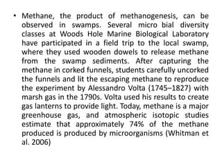 • Methane, the product of methanogenesis, can be
observed in swamps. Several micro bial diversity
classes at Woods Hole Marine Biological Laboratory
have participated in a field trip to the local swamp,
where they used wooden dowels to release methane
from the swamp sediments. After capturing the
methane in corked funnels, students carefully uncorked
the funnels and lit the escaping methane to reproduce
the experiment by Alessandro Volta (1745–1827) with
marsh gas in the 1790s. Volta used his results to create
gas lanterns to provide light. Today, methane is a major
greenhouse gas, and atmospheric isotopic studies
estimate that approximately 74% of the methane
produced is produced by microorganisms (Whitman et
al. 2006)
 