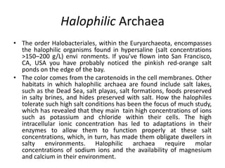 Halophilic Archaea
• The order Halobacteriales, within the Euryarchaeota, encompasses
the halophilic organisms found in hypersaline (salt concentrations
>150–200 g/L) envi ronments. If you’ve flown into San Francisco,
CA, USA you have probably noticed the pinkish red-orange salt
ponds on the edge of the bay.
• The color comes from the carotenoids in the cell membranes. Other
habitats in which halophilic archaea are found include salt lakes,
such as the Dead Sea, salt playas, salt formations, foods preserved
in salty brines, and hides preserved with salt. How the halophiles
tolerate such high salt conditions has been the focus of much study,
which has revealed that they main tain high concentrations of ions
such as potassium and chloride within their cells. The high
intracellular ionic concentration has led to adaptations in their
enzymes to allow them to function properly at these salt
concentrations, which, in turn, has made them obligate dwellers in
salty environments. Halophilic archaea require molar
concentrations of sodium ions and the availability of magnesium
and calcium in their environment.
 