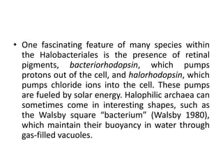 • One fascinating feature of many species within
the Halobacteriales is the presence of retinal
pigments, bacteriorhodopsin, which pumps
protons out of the cell, and halorhodopsin, which
pumps chloride ions into the cell. These pumps
are fueled by solar energy. Halophilic archaea can
sometimes come in interesting shapes, such as
the Walsby square “bacterium” (Walsby 1980),
which maintain their buoyancy in water through
gas-filled vacuoles.
 
