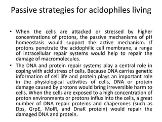 Passive strategies for acidophiles living
• When the cells are attacked or stressed by higher
concentrations of protons, the passive mechanisms of pH
homeostasis would support the active mechanism. If
protons penetrate the acidophilic cell membrane, a range
of intracellular repair systems would help to repair the
damage of macromolecules.
• The DNA and protein repair systems play a central role in
coping with acid stress of cells. Because DNA carries genetic
information of cell life and protein plays an important role
in the physiological activities of cells, DNA or protein
damage caused by protons would bring irreversible harm to
cells. When the cells are exposed to a high concentration of
proton environments or protons influx into the cells, a great
number of DNA repair proteins and chaperones (such as
Dps, GrpE, MolR, and DnaK protein) would repair the
damaged DNA and protein.
 