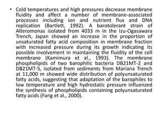 • Cold temperatures and high pressures decrease membrane
fluidity and affect a number of membrane-associated
processes including ion and nutrient flux and DNA
replication (Bartlett, 1992). A barotolerant strain of
Alteromonas isolated from 4033 m in the Izu-Ogasawara
Trench, Japan showed an increase in the proportion of
unsaturated fatty acid composition in membrane fraction
with increased pressure during its growth indicating its
possible involvement in maintaining the fluidity of the cell
membrane (Kamimura et al., 1993). The membrane
phospholipids of two barophilic bacteria DB21MT-2 and
DB21MT-5, isolated from sediments from Mariana Trench
at 11,000 m showed wide distribution of polyunsaturated
fatty acids, suggesting that adaptation of the barophiles to
low temperature and high hydrostatic pressure influenzed
the synthesis of phospholipids containing polyunsaturated
fatty acids (Fang et al., 2000).
 