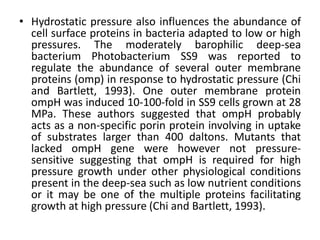 • Hydrostatic pressure also influences the abundance of
cell surface proteins in bacteria adapted to low or high
pressures. The moderately barophilic deep-sea
bacterium Photobacterium SS9 was reported to
regulate the abundance of several outer membrane
proteins (omp) in response to hydrostatic pressure (Chi
and Bartlett, 1993). One outer membrane protein
ompH was induced 10-100-fold in SS9 cells grown at 28
MPa. These authors suggested that ompH probably
acts as a non-specific porin protein involving in uptake
of substrates larger than 400 daltons. Mutants that
lacked ompH gene were however not pressure-
sensitive suggesting that ompH is required for high
pressure growth under other physiological conditions
present in the deep-sea such as low nutrient conditions
or it may be one of the multiple proteins facilitating
growth at high pressure (Chi and Bartlett, 1993).
 