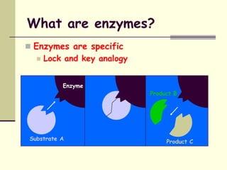 Extremozymes Examples Extremophiles .ppt