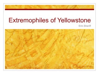 Extremophiles of Yellowstone
                       Erin Sheriff
 