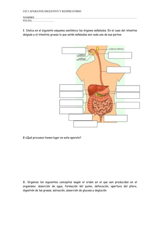 UD 3 APARATOS DIGESTIVO Y RESPIRATORIO
NOMBRE……………………………………………………………………………………………………
FECHA…………………….
1. Indica en el siguiente esquema anatómico los órganos señalados. En el caso del intestino
delgado y el intestino grueso lo que están señaladas son cada una de sus partes:
2 ¿Qué procesos tienen lugar en este aparato?
3. Organiza los siguientes conceptos según el orden en el que son producidos en el
organismo: absorción de agua, formación del quimo, defecación, apertura del píloro,
digestión de las grasas, salivación, absorción de glucosa y deglución.
 