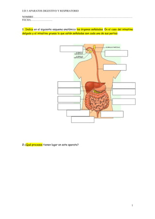 UD 3 APARATOS DIGESTIVO Y RESPIRATORIO
NOMBRE……………………………………………………………………………………………………
FECHA…………………….
1. Indica en el siguiente esquema anatómico los órganos señalados. En el caso del intestino
delgado y el intestino grueso lo que están señaladas son cada una de sus partes:
2 ¿Qué procesos tienen lugar en este aparato?
1
 