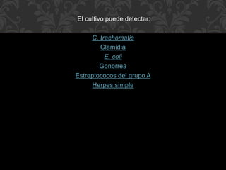 El cultivo puede detectar: 
C. trachomatis 
Clamidia 
E. coli 
Gonorrea 
Estreptococos del grupo A 
Herpes simple 
 