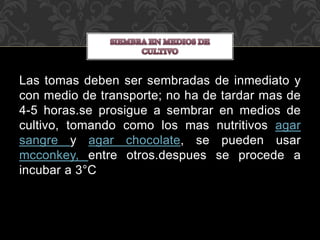 Las tomas deben ser sembradas de inmediato y 
con medio de transporte; no ha de tardar mas de 
4-5 horas.se prosigue a sembrar en medios de 
cultivo, tomando como los mas nutritivos agar 
sangre y agar chocolate, se pueden usar 
mcconkey, entre otros.despues se procede a 
incubar a 3°C 
 