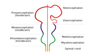 Exudative Retinal Detachment- Etiopathogenesis | PPTX