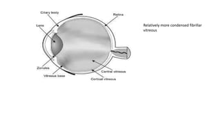 Exudative Retinal Detachment- Etiopathogenesis | PPTX