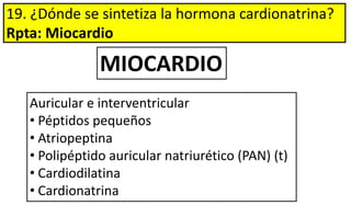 19. ¿Dónde se sintetiza la hormona cardionatrina?
Rpta: Miocardio
Auricular e interventricular
• Péptidos pequeños
• Atriopeptina
• Polipéptido auricular natriurético (PAN) (t)
• Cardiodilatina
• Cardionatrina
MIOCARDIO
 