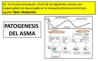 32. En el asma bronquial. ¿Cuál de las siguientes células son
responsables en desencadenar la respuesta broncoconstrictora
aguda? Rpta: Mastocitos
PATOGENESIS
DEL ASMA
 