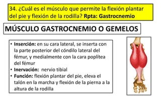 34. ¿Cuál es el músculo que permite la flexión plantar
del pie y flexión de la rodilla? Rpta: Gastrocnemio
• Inserción: en su cara lateral, se inserta con
la parte posterior del cóndilo lateral del
fémur, y medialmente con la cara poplítea
del fémur
• Inervación: nervio tibial
• Función: flexión plantar del pie, eleva el
talón en la marcha y flexión de la pierna a la
altura de la rodilla
MÚSCULO GASTROCNEMIO O GEMELOS
 