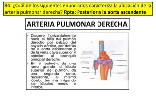 84. ¿Cuál de los siguientes enunciados caracteriza la ubicación de la
arteria pulmonar derecha? Rpta: Posterior a la aorta ascendente
ARTERIA PULMONAR DERECHA
 