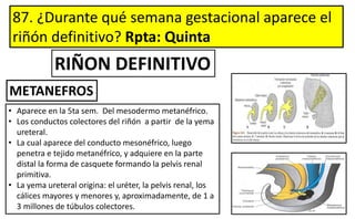87. ¿Durante qué semana gestacional aparece el
riñón definitivo? Rpta: Quinta
• Aparece en la 5ta sem. Del mesodermo metanéfrico.
• Los conductos colectores del riñón a partir de la yema
ureteral.
• La cual aparece del conducto mesonéfrico, luego
penetra e tejido metanéfrico, y adquiere en la parte
distal la forma de casquete formando la pelvis renal
primitiva.
• La yema ureteral origina: el uréter, la pelvis renal, los
cálices mayores y menores y, aproximadamente, de 1 a
3 millones de túbulos colectores.
RIÑON DEFINITIVO
METANEFROS
 