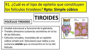 91. ¿Cuál es el tipo de epitelio que constituyen
los folículos tiroideos? Rpta: Simple cúbico
TIROIDES
• Unidad estructural y funcional de la glándula.
• Tiroides almacena sustancias secretoras en la luz
de los folículos.
• Folículos cerrados, revestidos de un epitelio
cúbico simple (cel. foliculares) que rodea a una
sustancia coloide que se encuentra en la luz del
folículo.
FOLÍCULO TIROIDEO
 
